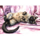 Print - The Purrfect Pose