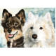 Print - Finnish Lapphund and Samoyed