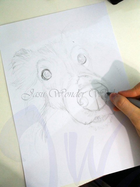 PORTRAITS OF A SHETLAND SHEEP DOG - COMMISSION IN PROGRESS