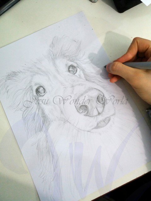 PORTRAITS OF A SHETLAND SHEEP DOG - COMMISSION IN PROGRESS