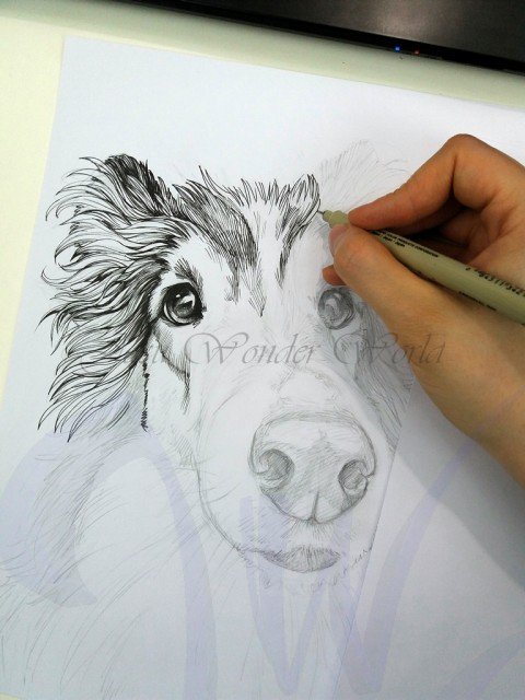 PORTRAITS OF A SHETLAND SHEEP DOG - COMMISSION IN PROGRESS