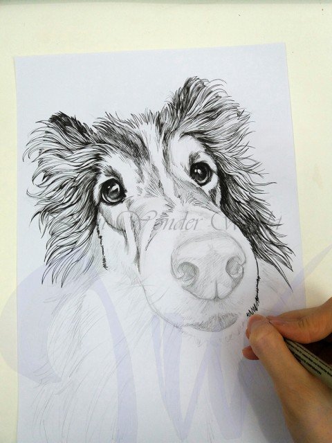 PORTRAITS OF A SHETLAND SHEEP DOG - COMMISSION IN PROGRESS