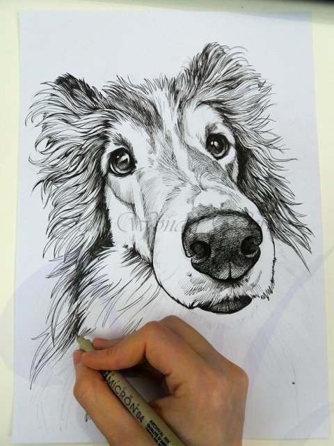 PORTRAITS OF A SHETLAND SHEEP DOG - COMMISSION IN PROGRESS