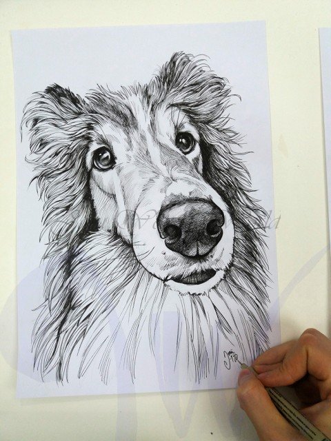 PORTRAITS OF A SHETLAND SHEEP DOG - COMMISSION IN PROGRESS