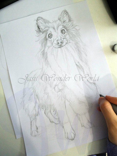 PORTRAITS OF A SHETLAND SHEEP DOG - COMMISSION IN PROGRESS