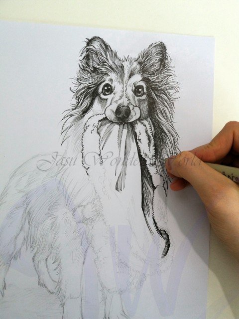 PORTRAITS OF A SHETLAND SHEEP DOG - COMMISSION IN PROGRESS