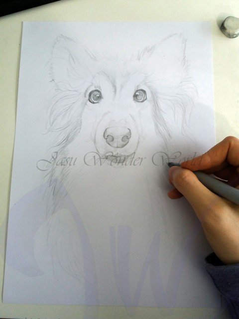 PORTRAITS OF A SHETLAND SHEEP DOG - COMMISSION IN PROGRESS