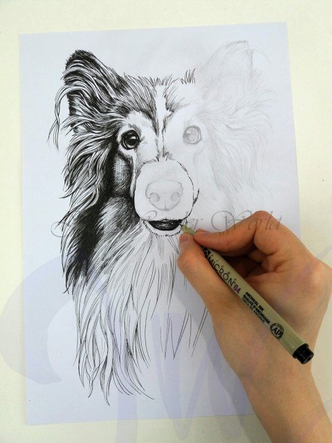 PORTRAITS OF A SHETLAND SHEEP DOG - COMMISSION IN PROGRESS