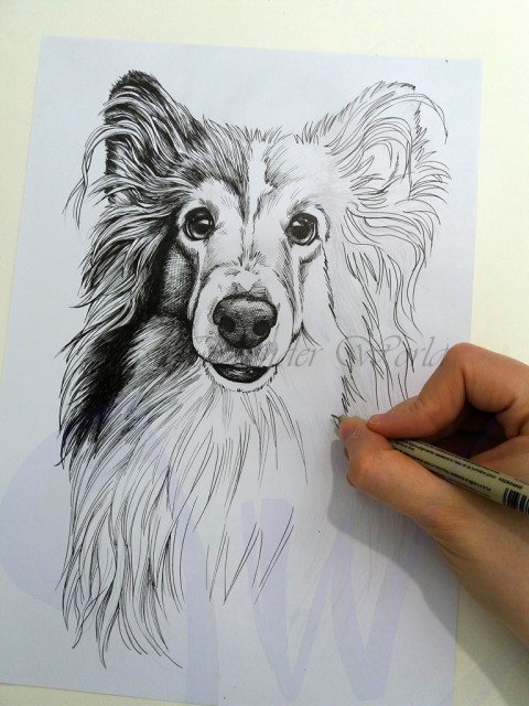 PORTRAITS OF A SHETLAND SHEEP DOG - COMMISSION IN PROGRESS