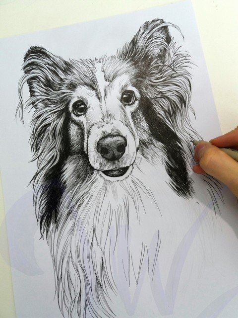 PORTRAITS OF A SHETLAND SHEEP DOG - COMMISSION IN PROGRESS