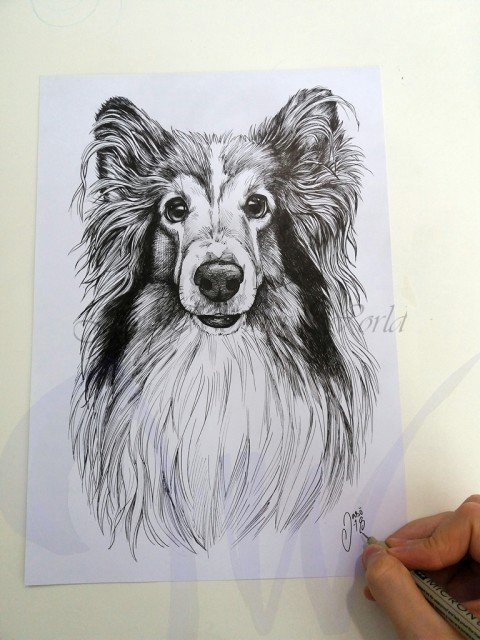 PORTRAITS OF A SHETLAND SHEEP DOG - COMMISSION IN PROGRESS