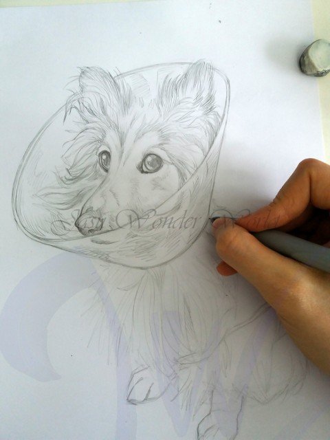 PORTRAITS OF A SHETLAND SHEEP DOG - COMMISSION IN PROGRESS