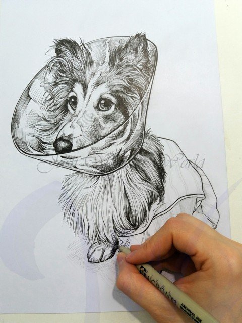 PORTRAITS OF A SHETLAND SHEEP DOG - COMMISSION IN PROGRESS