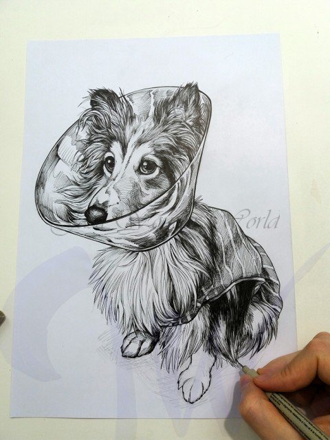 PORTRAITS OF A SHETLAND SHEEP DOG - COMMISSION IN PROGRESS