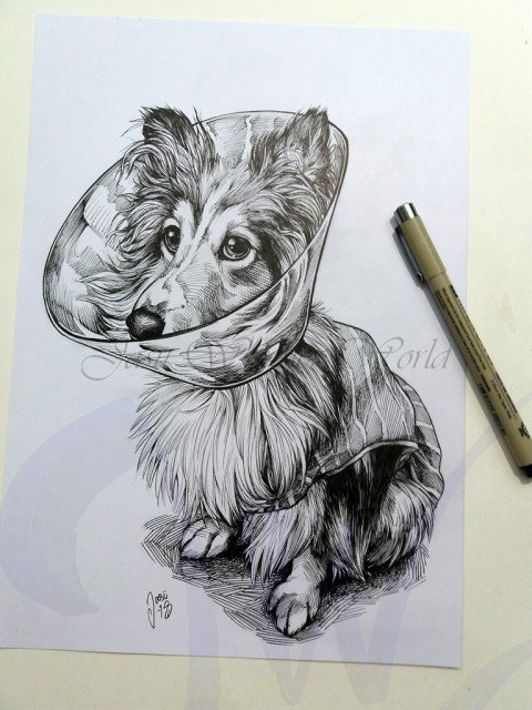 PORTRAITS OF A SHETLAND SHEEP DOG - COMMISSION IN PROGRESS